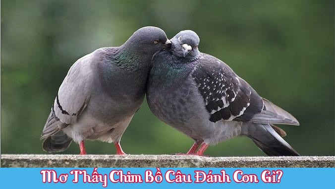 Mơ thấy chim bồ câu đánh con gì? 