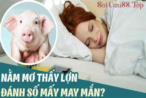 Mơ thấy con lợn đánh lô đề con gì