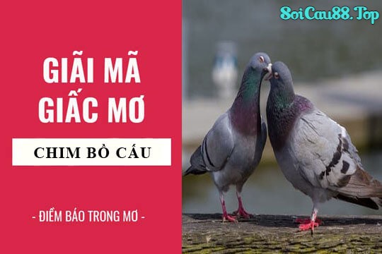 mơ thấy chim bồ câu