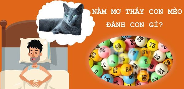 Mơ thấy con mèo đánh con gì? 