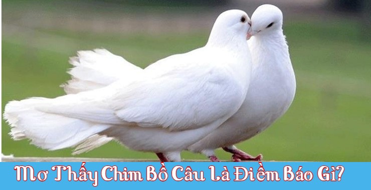 Mơ Thấy Chim Bồ Câu Đánh Con Gì? Điềm Báo Gì