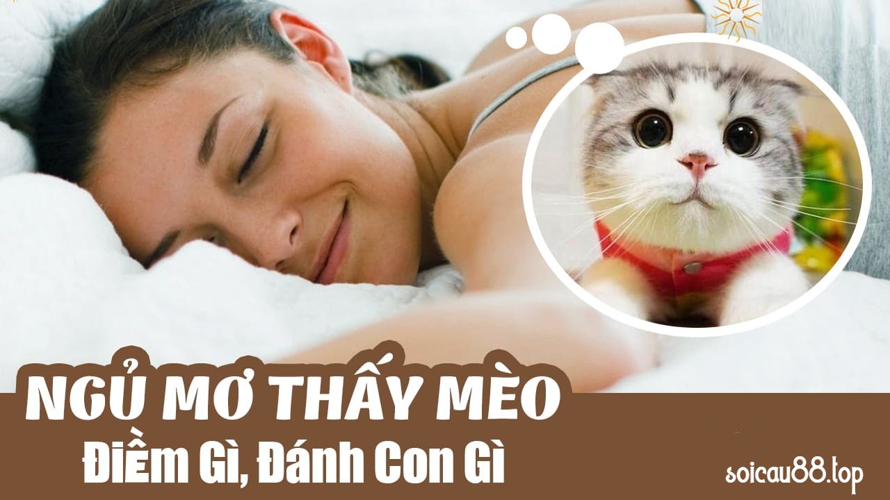 Mơ Thấy Mèo Đánh Con Gì? Chiêm Bao Thấy Mèo Tốt Hay Xấu? 